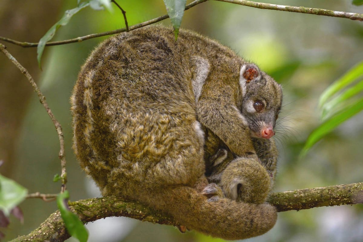 PRIVATE TOUR: Australian Nature & Wildlife Safari