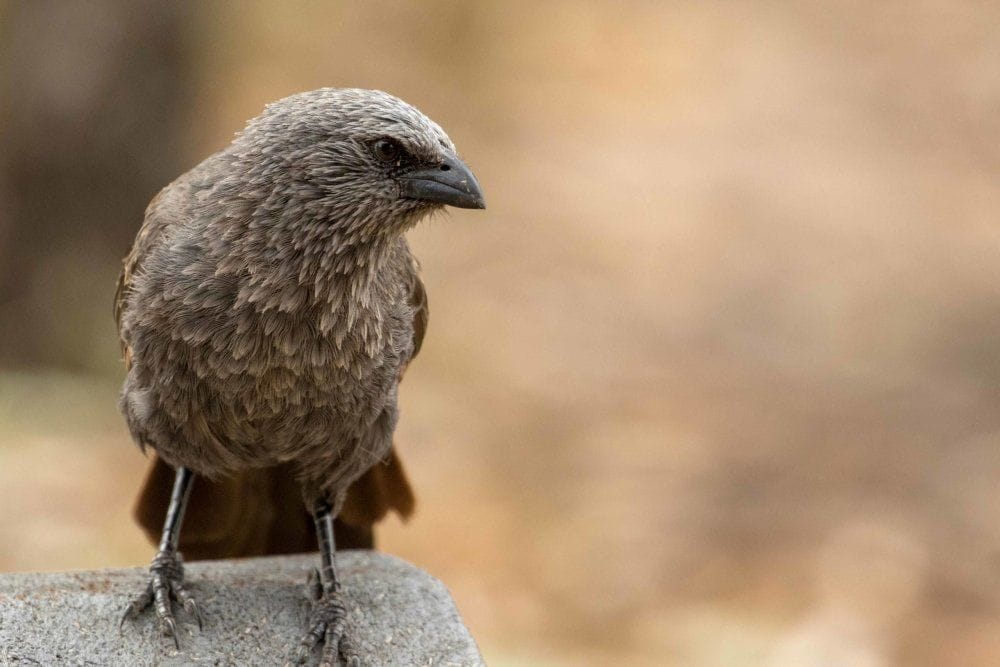 Mallee and Outback Birds of Victoria and Mungo