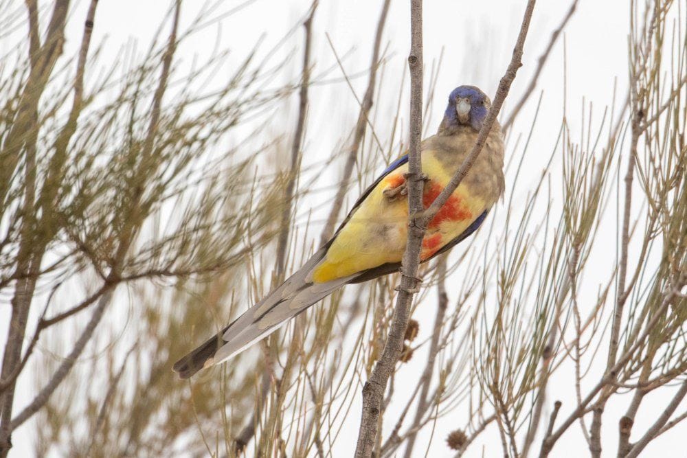 Mallee and Outback Birds of Victoria and Mungo