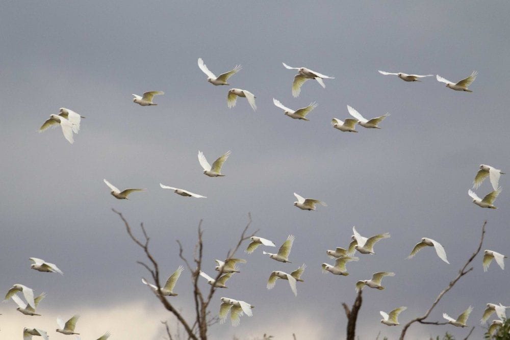 Mallee and Outback Birds of Victoria and Mungo