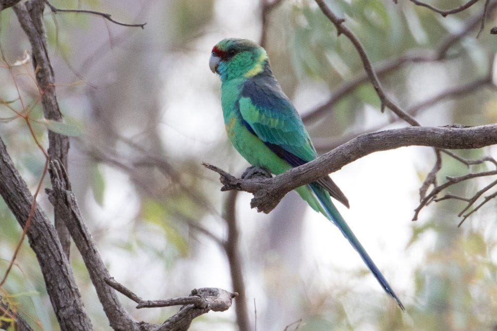 Mallee and Outback Birds of Victoria and Mungo