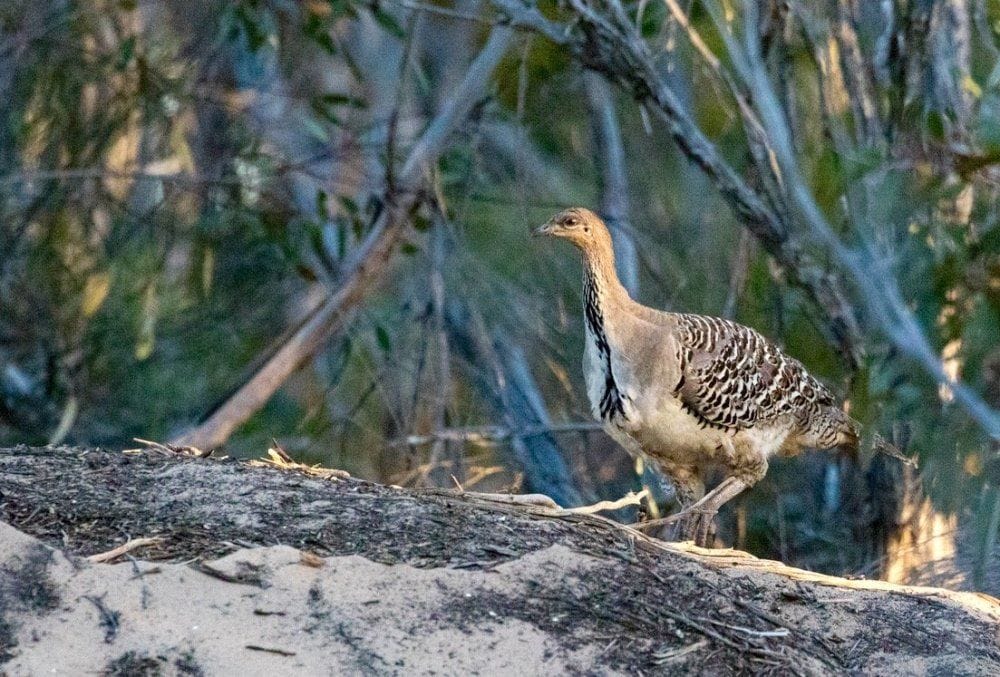 Mallee and Outback Birds of Victoria and Mungo