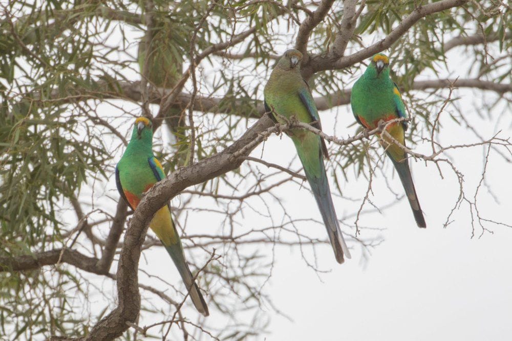 Mallee and Outback Birds of Victoria and Mungo