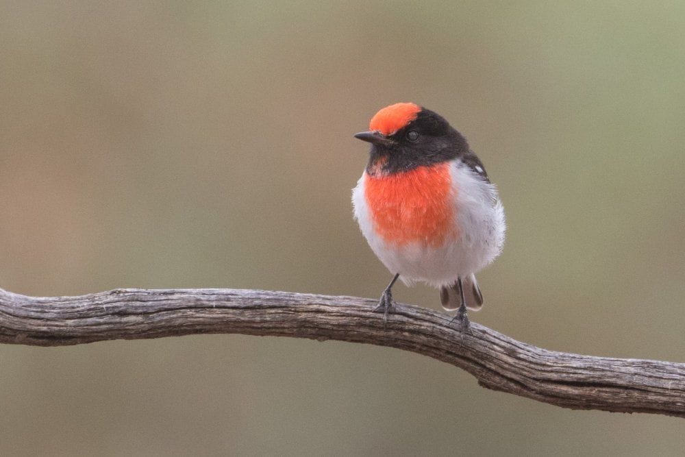 Mallee and Outback Birds of Victoria and Mungo