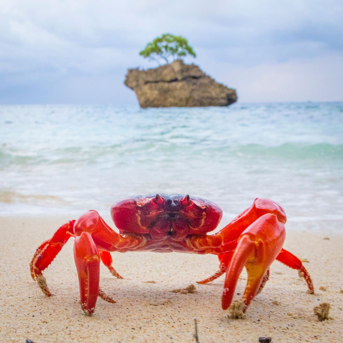 Christmas Island Crab Spawning & Cocos Island Experience