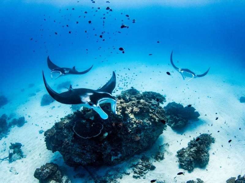Manta Rays of Lady Elliot Island