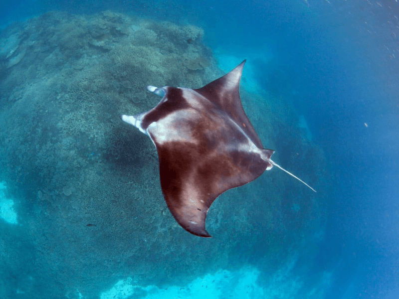 Manta Rays of Lady Elliot Island