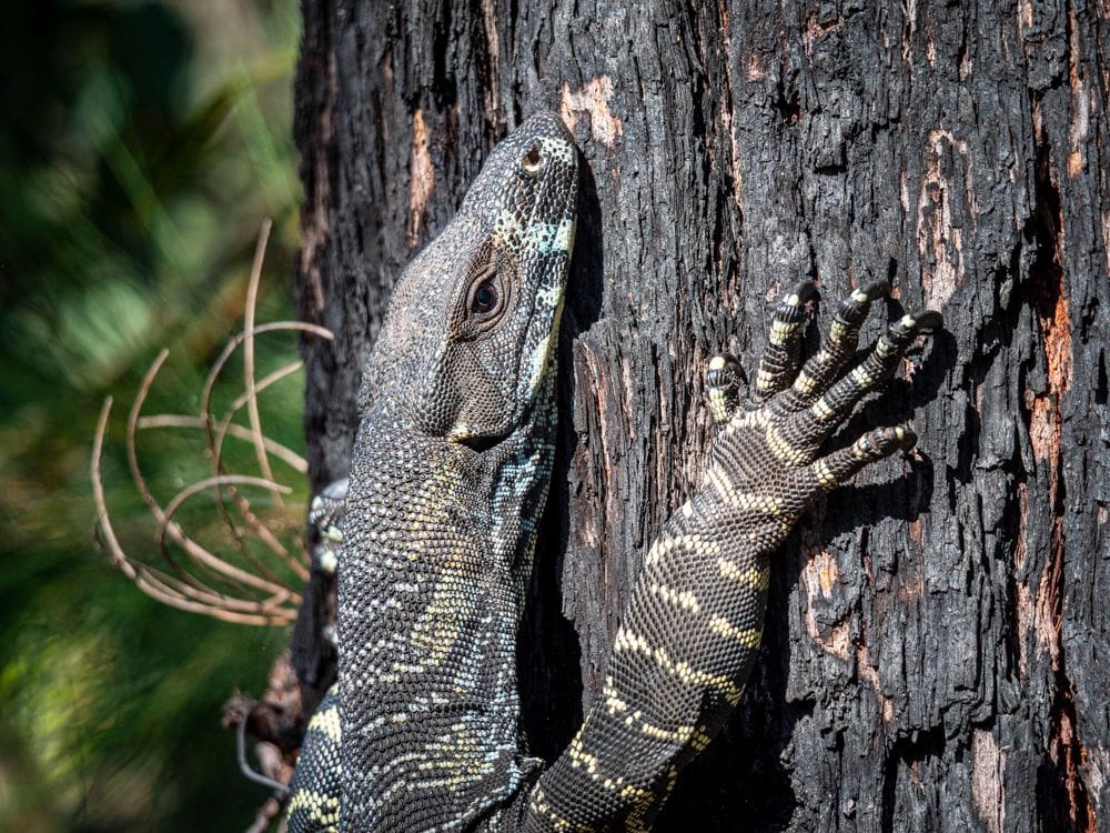 PRIVATE Sydney to Melbourne Nature & Wildlife Adventure