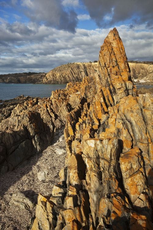 King Island - Birding and Nature Tour