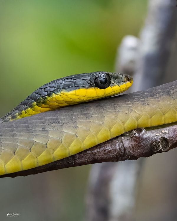 Wildlife Photography Safari in Far North Queensland