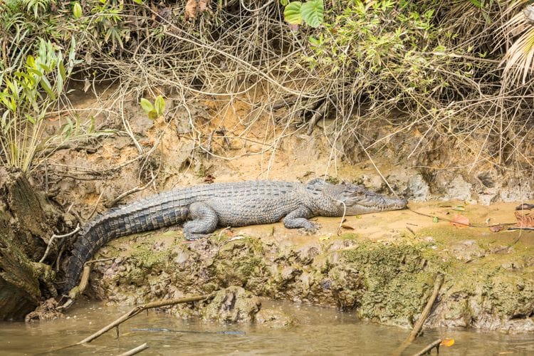 PRIVATE TOUR: Australian Nature & Wildlife Safari