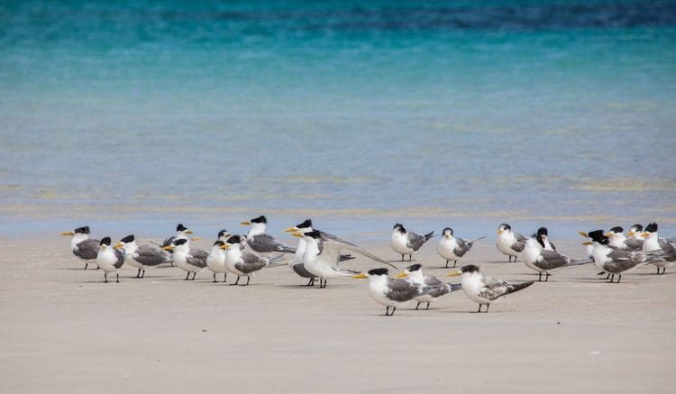 PRIVATE TOUR: Southern Eyre Peninsula Bird Watching Tour, South Australia