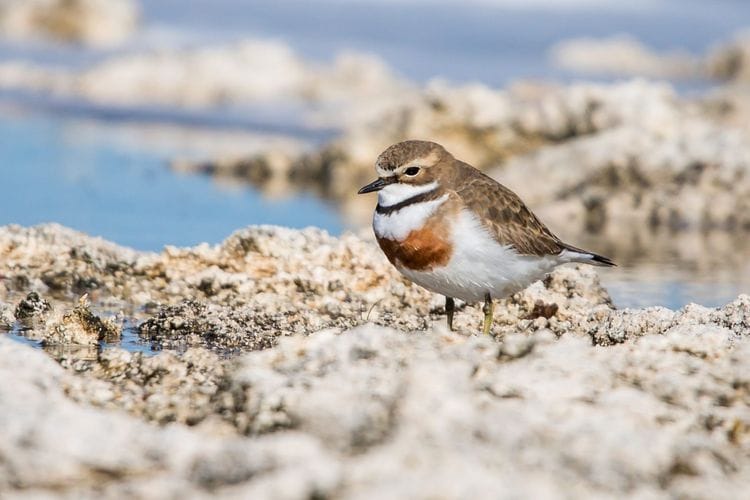 PRIVATE TOUR: Southern Eyre Peninsula Bird Watching Tour, South Australia