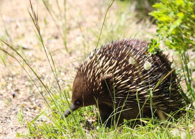 Great Ocean Conservation Walk