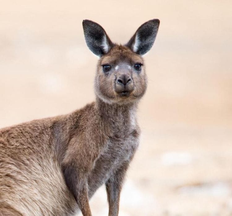 Australian Wildlife and Conservation Safari