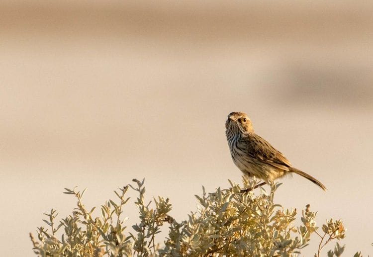 Mallee and Outback Birds of Victoria and Mungo