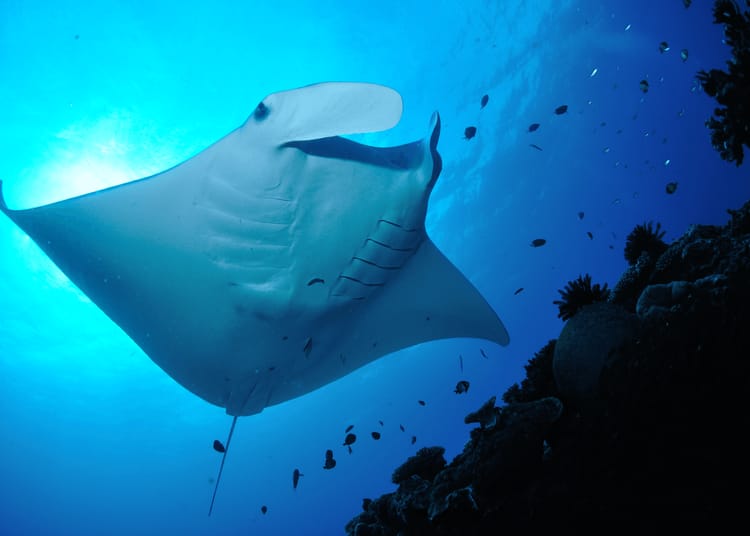 Manta Rays of Lady Elliot Island