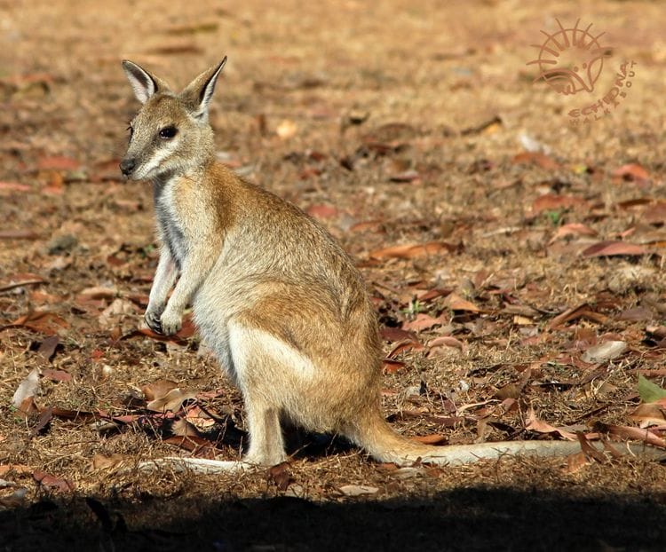 Kakadu Wildlife Adventure - an exclusive Australian Geographic Travel Experience