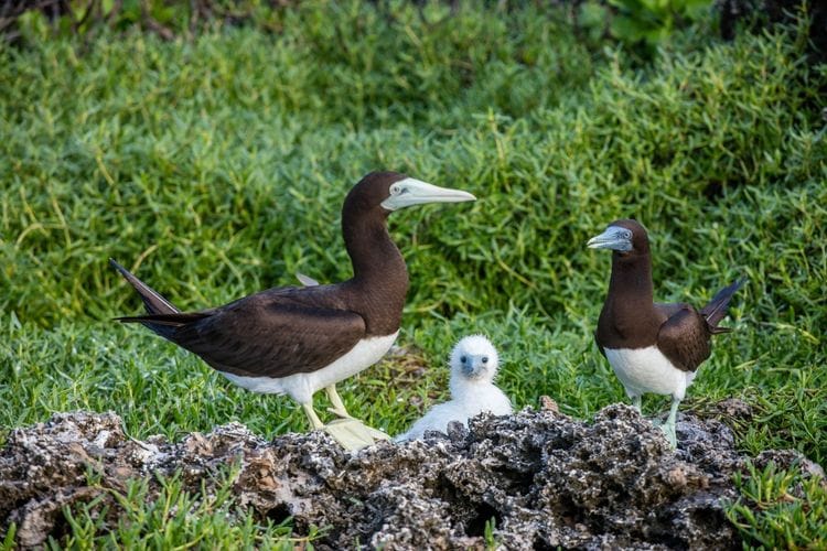 Christmas Island – Bird & Nature Week