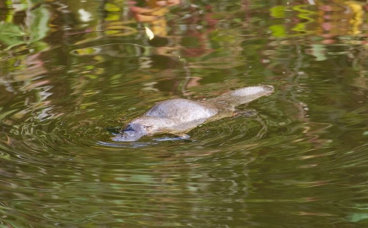 Platypus swimming in creek