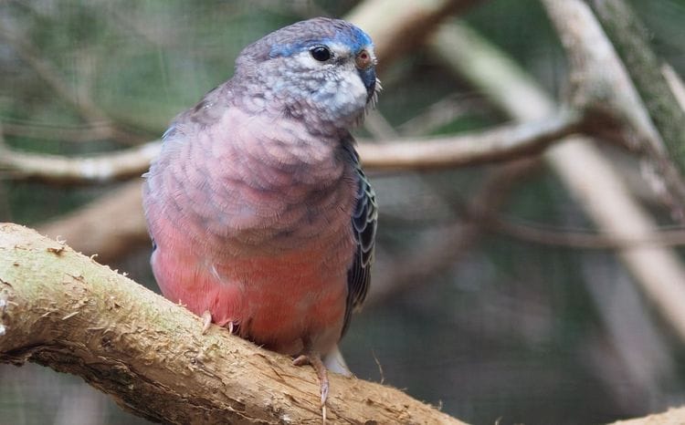Gluepot Reserve & Bowra Sanctuary Birding Safari 