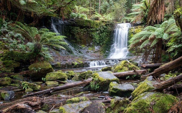 Tasmanian Highlights: Devils, Wombats and World Heritage