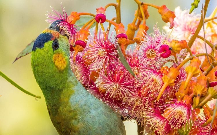 Endemic Birds of Southwest Western Australia