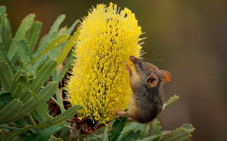 Endemic Birds of Southwest Western Australia