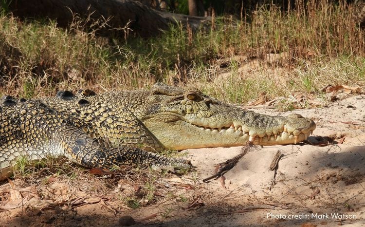 Saltwater crocodiles on the river bank