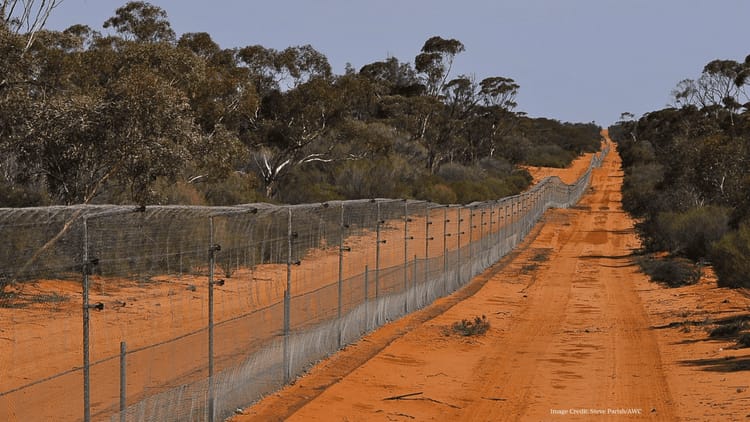 Rewilding Scotia with the Australian Wildlife Conservancy