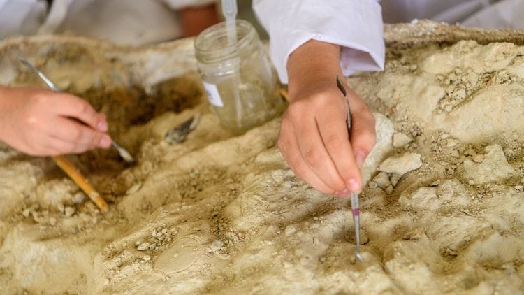 Fossils at the Eromanga Natural History Museum