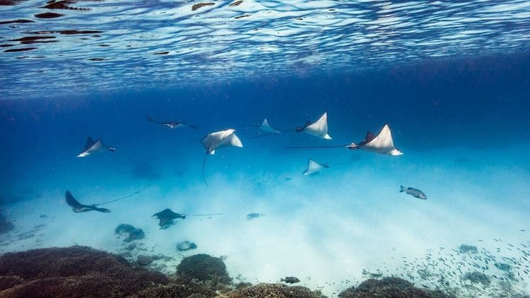 A fever of manta rays