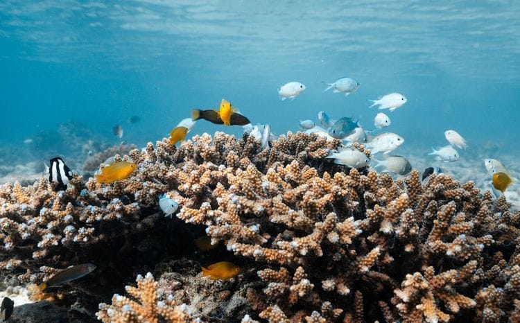 Coral and fish on the Great Barrier Reef