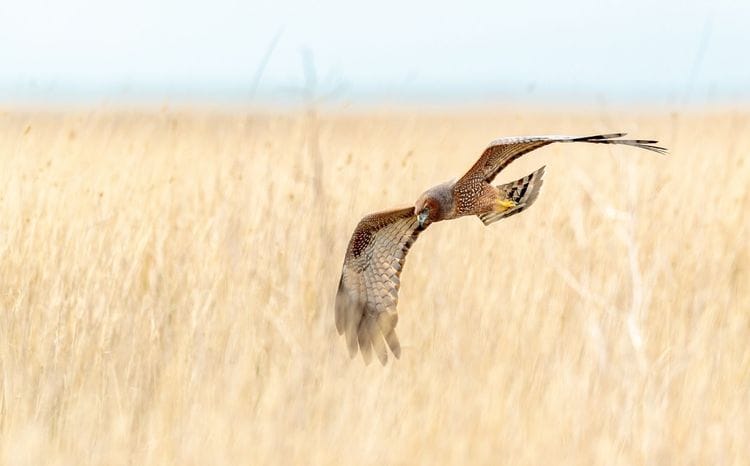 Gluepot Reserve & Bowra Sanctuary Birding Safari 