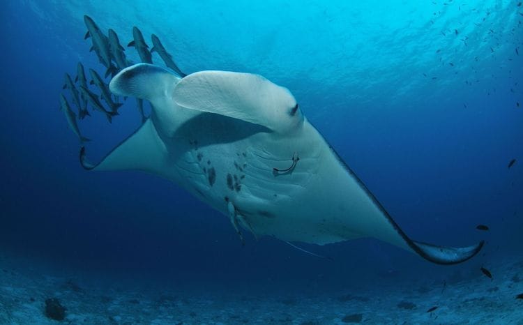 Reef manta ray