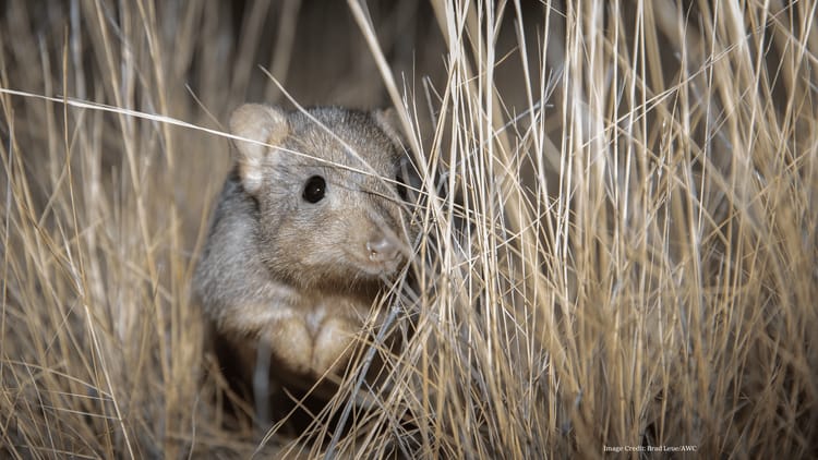 Rewilding Scotia with the Australian Wildlife Conservancy