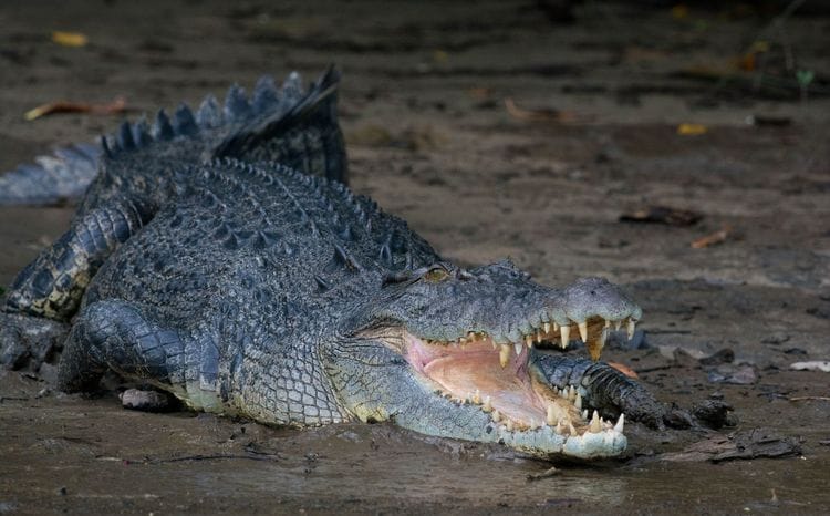 Ultimate Wildlife Safari North Queensland