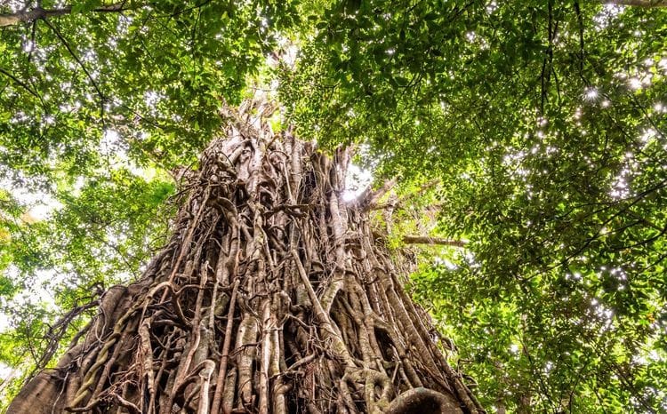 Daintree Nature & Wildlife Safari