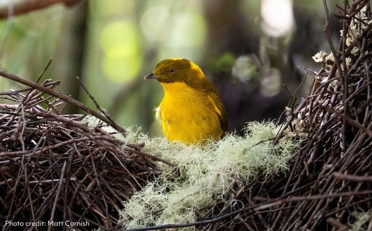 Golden Bowerbird