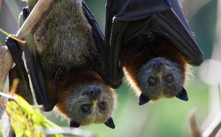 Grey Headed Flying Fox, Victoria
