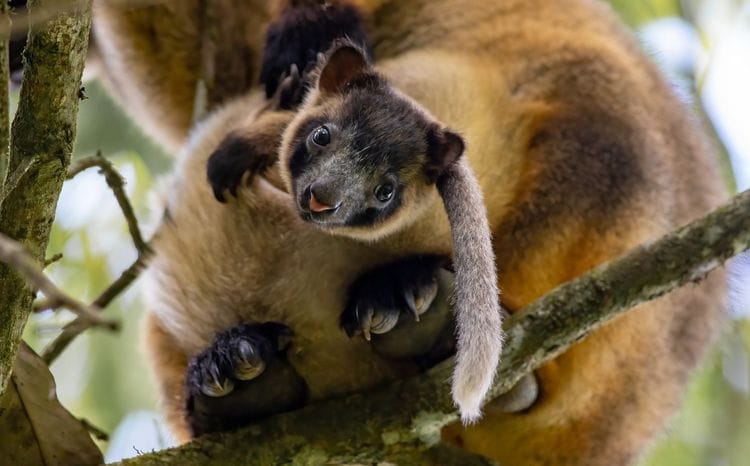 Daintree Nature & Wildlife Safari