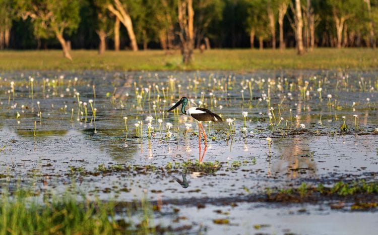 Kakadu and Litchfield Hiking Adventure
