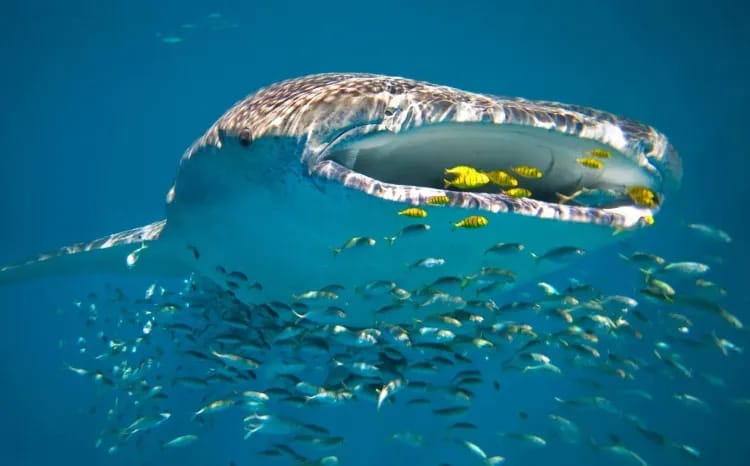 Whale Sharks & Ningaloo Coast Wildlife
