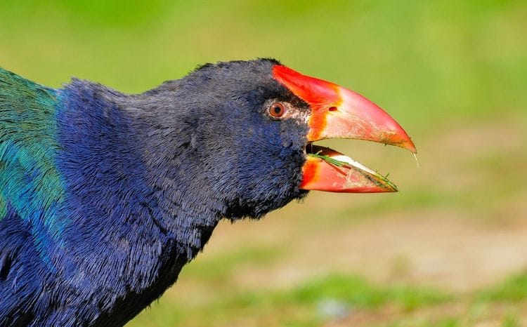 North Island Birding: Kiwi to Kōkako