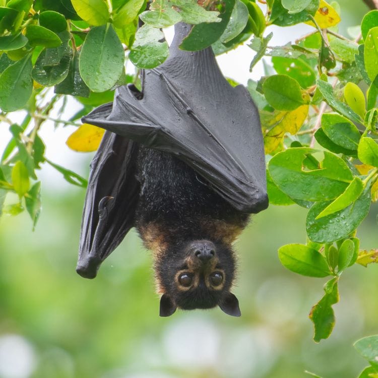 Wildlife Photography Safari in Far North Queensland