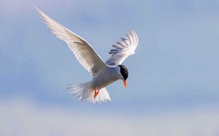 South Island Birding: Toroa to Kea