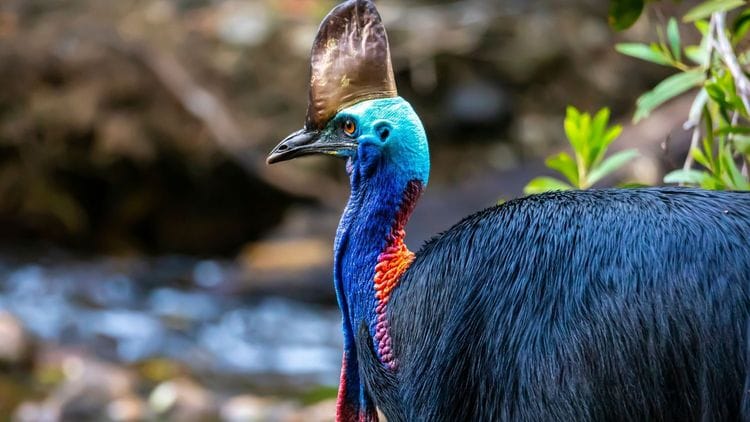 Tropical Birding in North Queensland