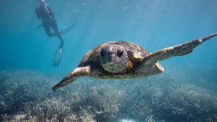Turtle Conservation of the Southern Great Barrier Reef
