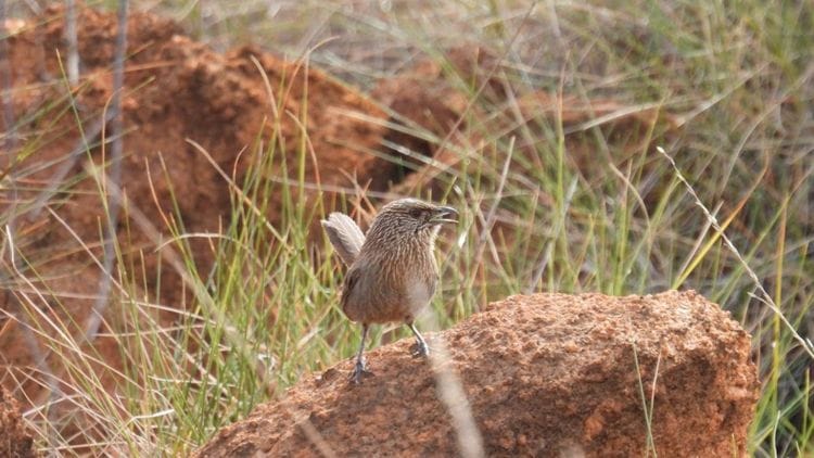 Gulf Country & Tropical Savannah Birding