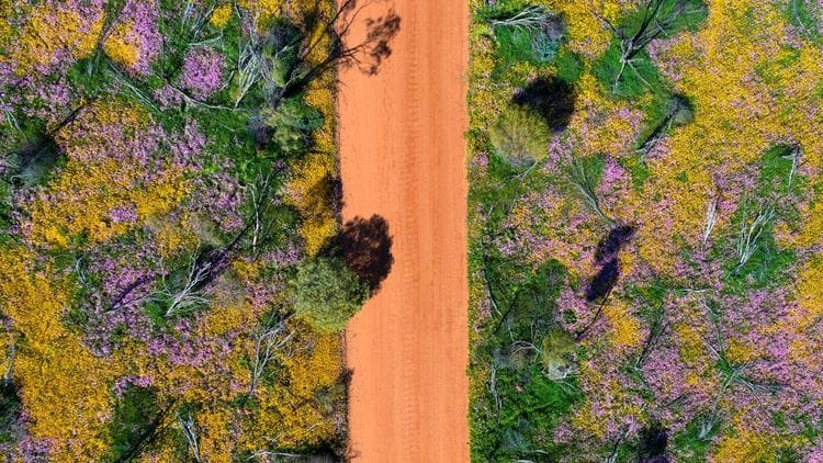 Wildflowers & Natural Wonders of the Mid West